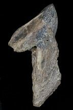 Rooted Triceratops Tooth - Montana #66899