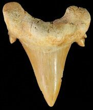 Serratolamna Fossil Shark Tooth #67241