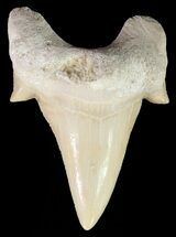 Otodus Shark Tooth Fossil - Nice Tooth #67261