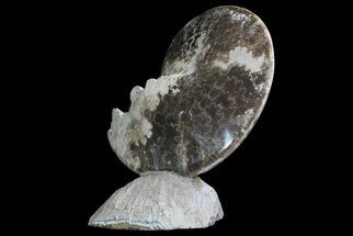Polished Ammonite (Choffaticeras) Fossil on Stone Base - Morocco #67425