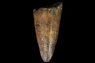 Massive, Deinosuchus Tooth - Aguja Formation, Texas #67572