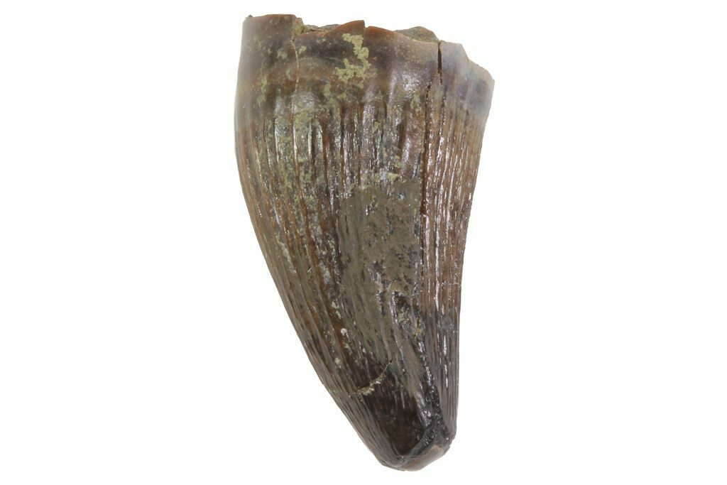 deinosuchus tooth