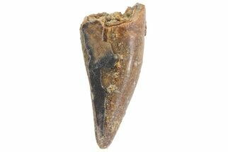 Undescribed Tyrannosaur Premax Tooth - Texas #67576