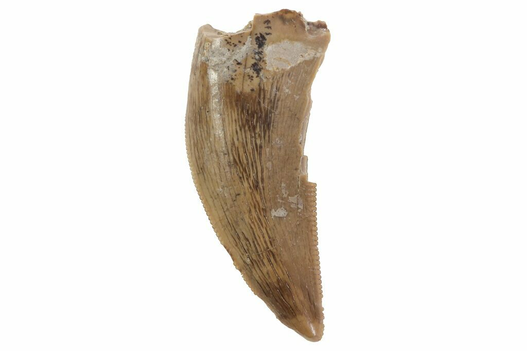 dromaeosaur tooth