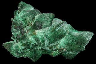 Stunning, Fibrous Malachite Crystal Formation - Congo #67464