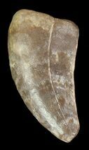 Theropod Tooth - Alberta (Disposition #-) #67630