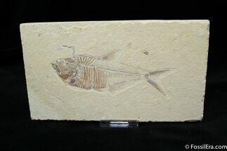 Sweet / Diplomystus Fish Fossil #807