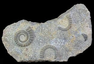 Anetoceras Ammonites With Trilobite Head #67725