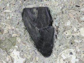 Ceratopsian Dinosaur Tooth - Two Medicine Formation, Montana #67762