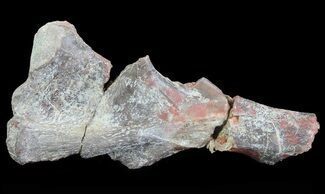 Dimetrodon Partial Limb Bone - Texas #67821