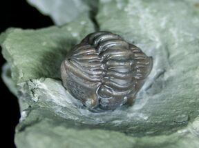 Enrolled Flexicalymene Trilobite In Matrix #5523