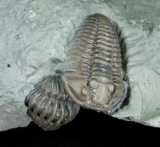 Double Flexicalymene Trilobite - Prone & Enrolled #5525