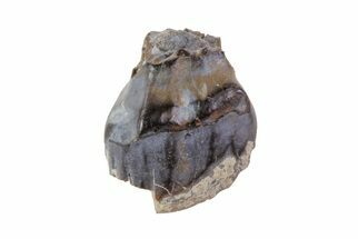 Ankylosaur Tooth - Montana #67808