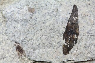 Fossil March Fly (Plecia) & Leaf - Green River Formation #67652
