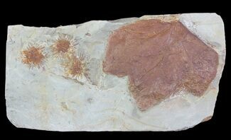 Fossil Leaf and Seed Pods From Montana - Paleocene #68280