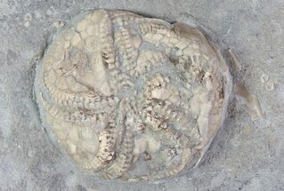 Edrioasteroid (Edriophrus) Fossil - Brechin, Ontario #68338