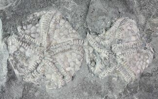 Four Edrioasteroid (Edriophrus) Fossils - (Special Price) #68342
