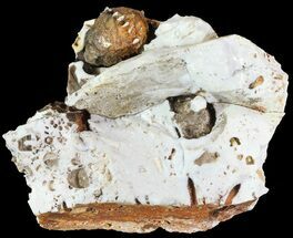 Fossil Crinoid Calyx's ( Species) - Burlington Formation, Missouri #68361