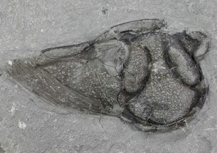 Arctinurus Trilobite Head - Classic New York Trilobite #68380