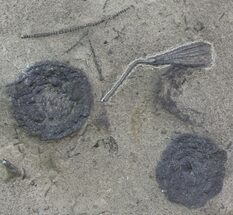 Crinoid (Ectenocrinus) & Bryozoan Fossils - Walcott-Rust Quarry, NY #68360