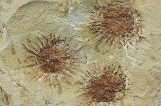 Three Fossil Seed Pods (Sparganium) From Montana - Paleocene #68262