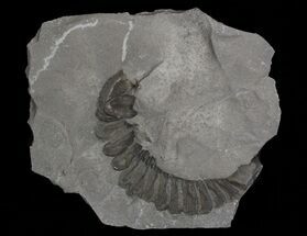 Partial Trimerus Trilobite Preserved On Side - New York #68556