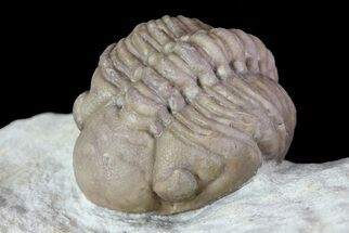 Enrolled Lochovella (Reedops) Trilobite - Oklahoma #68616