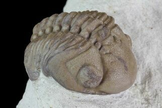 Spiny Kettneraspis Trilobite - Haragan Formation For Sale (#5515 ...