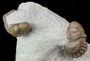 Detailed Lochovella (Reedops) Trilobite Pair - Oklahoma #68638