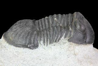 Paralejurus Trilobite Fossil - Cute Little Guy #68667