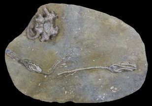 Three Species of D Crinoids On One Plate - Indiana #68577