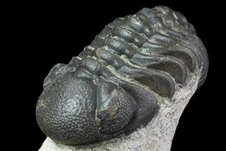 Reedops Trilobite Fossil - Good Eye Facets #68650