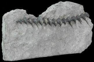 Archimedes Screw Bryozoan Fossil - Missouri #68678