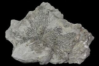 Graptolite (Dictyonema) Plate - Rochester Shale, NY #68890