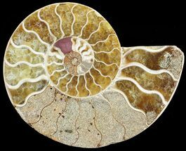 Fox Hills Ammonite Concretion - Multiple Species For Sale (#2064 ...