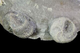 Two Edrioasteroids (Carneyella) On Brachiopod - Indiana #68880