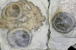 Three Edrioasteroids (Isorophus) On Brachiopods - Fairfield, Ohio #68884
