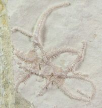 Jurassic Brittle Star (Sinosura) Fossils - Solnhofen #68981
