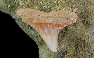 Mako Shark Tooth Fossil On Sandstone - Bakersfield, CA #68988