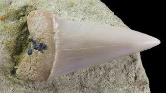 Mako Shark Tooth Fossil On Sandstone - Bakersfield, CA #69006