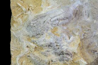 Two Fossil Crinoids (Fifeocrinus & Linocrinus) in Rock - Alabama #69060