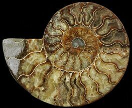 Bargian, Cut Ammonite Fossil (Half) - Agatized #69044