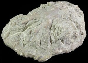 Crinoid Calyx (Dolatocrinus) - Alpena, Michigan #68845
