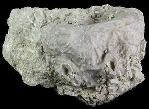 Crinoid Calyx (Dolatocrinus) - Alpena, Michigan #68848