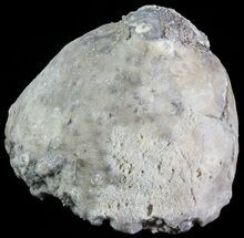 Crinoid Calyx (Pithocrinus) - Alpena, Michigan #68851