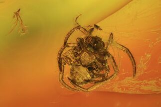 Small Fossil Spider (Aranea) and Oak Hair In Baltic Amber #69280