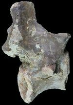 Dimetrodon Dorsal Vertebrae With Process #69407