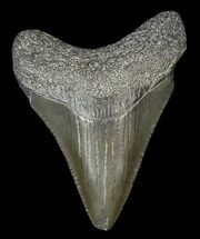 Megalodon Size: How Big Was The Megalodon Shark? - FossilEra.com