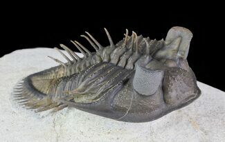 Tower Eyed Erbenochile Trilobite - Top Quality #69569