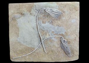 Three Species of Crinoids On One Plate - Crawfordsville, Indiana #69480
